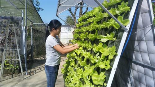 Các thành viên trong nhóm nghiên cứu đang chăm sóc cây trên hệ thống vườn treo. Ảnh: dantri.com.vn Các thành viên trong nhóm nghiên cứu đang chăm sóc cây trên hệ thống vườn treo. Ảnh: dantri.com.vn