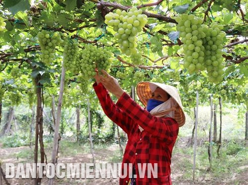 Gia đình chị Nguyễn Thị Kim Loan, người dân tộc Chăm ở xã Phước Minh, huyện Thuận Nam vay vốn chương trình cho vay hộ nghèo đầu tư nuôi cừu mang lại hiệu quả kinh tế cao. Ảnh: Trần Việt Hội viên nông dân huyện Ninh Sơn liên kết trồng mía cánh đồng lớn cung cấp cho Nhà máy đường Phan Rang. Ảnh: Công Thử Thông qua đào tạo nghề, nông dân xã Phước Thuận, huyện Ninh Phước ứng dụng khoa học - kỹ thuật vào sản xuất nho cho năng suất, chất lượng cao. Ảnh: Nguyễn Thành Sau khi được đào tạo nghề, nhiều lao động nông thôn tỉnh Ninh Thuận đã tìm được việc làm trong các dự án điện mặt trời. Ảnh: Nguyễn Thành Nông dân phường Văn Hải ở thành phố Phan Rang - Tháp Chàm chăm sóc cây nha đam. Ảnh: Nguyễn Thành