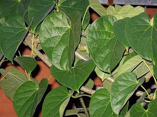Giloy – Cây thuốc chữa ung thư hiệu quả ảnh 1