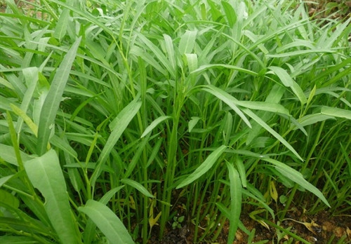 Hướng dẫn cách trồng và chăm bón rau muống ảnh 1