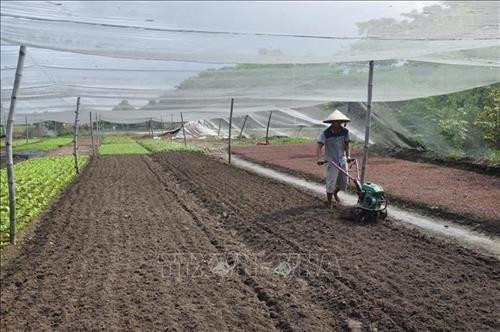 Nông dân xã Vĩnh Lộc A, huyện Bình Chánh chuyển đổi cơ cấu nông nghiệp sang trồng rau màu nhằm thích ứng với biến đổi khí hậu và thổ nhưỡng trong vùng. Ảnh: Phan Minh Hưng/TTXVN