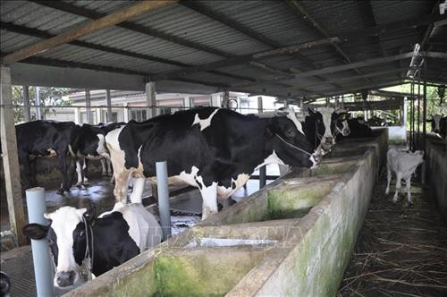 Một mô hình chăn nuôi bò sữa hiệu quả tại xã Vĩnh Lộc A, huyện Bình Chánh. Ảnh: Phan Minh Hưng/TTXVN