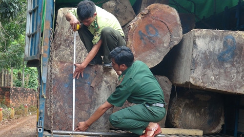 Lực lượng chức năng đang tiến hành xác định số gỗ trên xe bị bắt giữ. Lực lượng chức năng đang tiến hành xác định số gỗ trên xe bị bắt giữ.