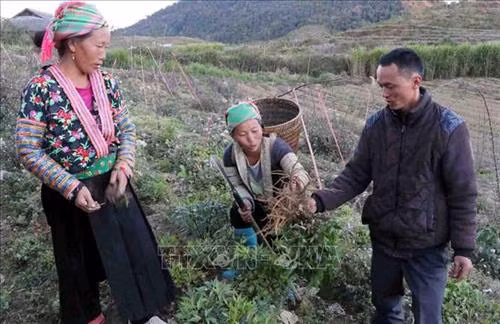 Bà con xã Sà Dề Phìn, huyện Sìn Hồ (Lai Châu) thu hoạch cây Đương quy. Ảnh: Việt Hoàng - TTXVN