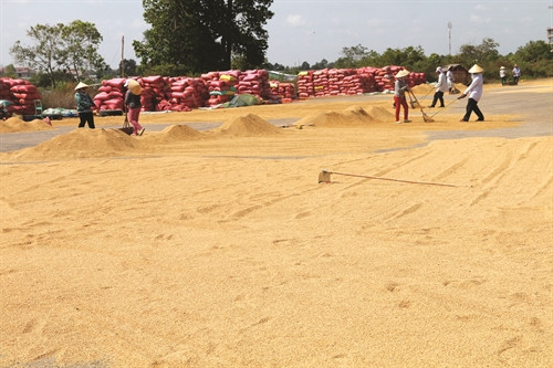 Phơi và bảo quản thóc tại tỉnh Trà Vinh Phơi và bảo quản thóc tại tỉnh Trà Vinh