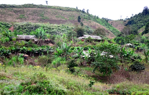 Ổn định cuộc sống cho người dân Mường Nhé ảnh 1