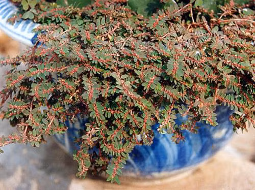 Cây cỏ sữa lá nhỏ có phổ kháng khuẩn rộng, Ảnh : vietlinh.vn