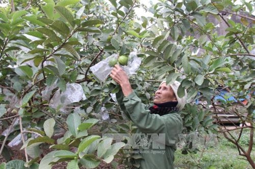 Nông dân xã Linh Sơn, huyện Đồng Hỷ chăm sóc ổi. Ảnh Hoàng Nguyên/TTXVN