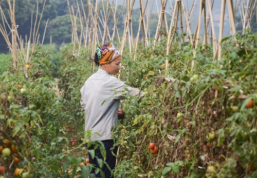 Nông dân xã Pom Lót (Điện Biên) chăm sóc cà chua. Nông dân xã Pom Lót (Điện Biên) chăm sóc cà chua.