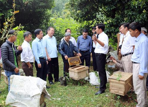 Các đại biểu tham quan mô hình nuôi ong tại xã Xuân Quang, huyện Bảo Thắng, tỉnh Lào Cai. Ảnh: baolaocai.vn Các đại biểu tham quan mô hình nuôi ong tại xã Xuân Quang, huyện Bảo Thắng, tỉnh Lào Cai. Ảnh: baolaocai.vn