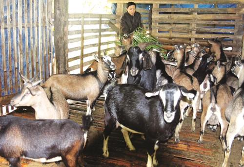 Phát triển mô hình nuôi dê trong các hộ đồng bào Phát triển mô hình nuôi dê trong các hộ đồng bào