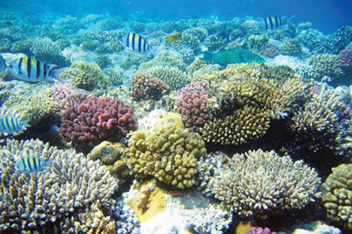 Các rạn san hô - hệ sinh thái đặc trưng của khu bảo tồn biển Hòn Mê Các rạn san hô - hệ sinh thái đặc trưng của khu bảo tồn biển Hòn Mê