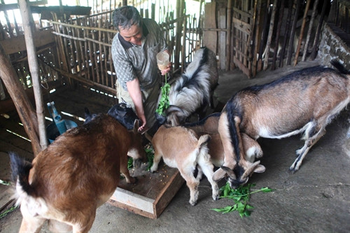 Mô hình kinh tế nuôi nhốt dê giúp gia đình ông Nguyệt cải thiện đời sống rõ rệt. Mô hình kinh tế nuôi nhốt dê giúp gia đình ông Nguyệt cải thiện đời sống rõ rệt.