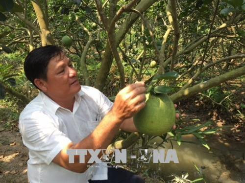 Anh Huỳnh Văn Quận (sinh năm 1968), ấp Long Hội, xã Giao Long, huyện Châu Thành, là một trong nhiều nông dân sản xuất giỏi, vươn lên làm giàu nhờ mô hình trồng bưởi da xanh, một trong những loại trái cây đặc sản nổi tiếng của xứ dừa Bến Tre. Với 3 ha bưởi da xanh, anh Quận thu lợi nhuận hơn 1,2 tỷ đồng mỗi năm. Ảnh: Công Trí- TTXVN Anh Huỳnh Văn Quận (sinh năm 1968), ấp Long Hội, xã Giao Long, huyện Châu Thành, là một trong nhiều nông dân sản xuất giỏi, vươn lên làm giàu nhờ mô hình trồng bưởi da xanh, một trong những loại trái cây đặc sản nổi tiếng của xứ dừa Bến Tre. Với 3 ha bưởi da xanh, anh Quận thu lợi nhuận hơn 1,2 tỷ đồng mỗi năm. Ảnh: Công Trí- TTXVN