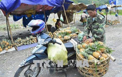 Thương lái gom dứa từ các hộ bán lẻ dọc Quốc lộ 12. Ảnh: Xuân Tư – TTXVN