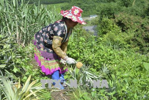 Người dân Mường Chà thu hoạch dứa. Ảnh: Xuân Tư – TTXVN