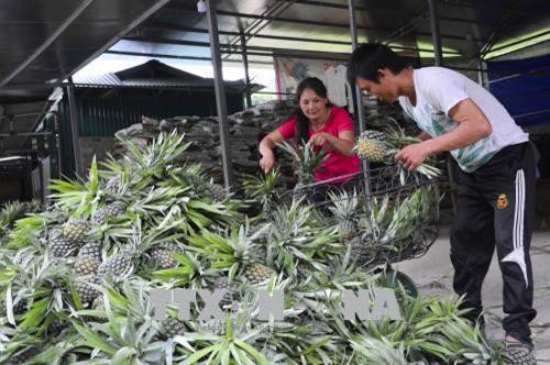 Người dân cân dứa để bán cho thương lái. Ảnh: Xuân Tư – TTXVN