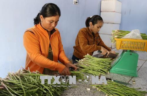 Sơ chế, đóng gói măng tây xanh trước khi đưa đi tiêu thụ. Ảnh: Nguyễn Thành – TTXVN Sơ chế, đóng gói măng tây xanh trước khi đưa đi tiêu thụ. Ảnh: Nguyễn Thành – TTXVN