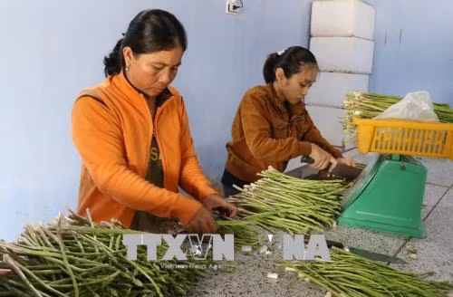 Sơ chế, đóng gói măng tây xanh trước khi đưa đi tiêu thụ. Ảnh: Nguyễn Thành – TTXVN