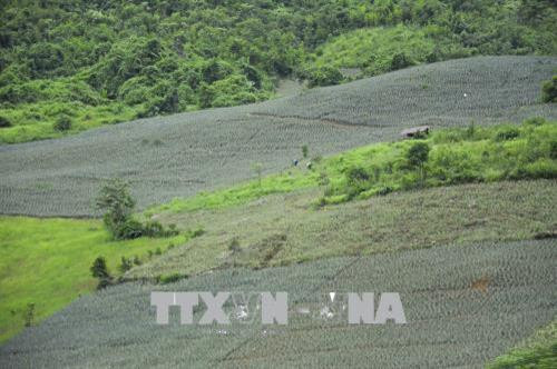 Những sườn đồi được phủ xanh bằng cây dứa. Ảnh: Xuân Tư – TTXVN