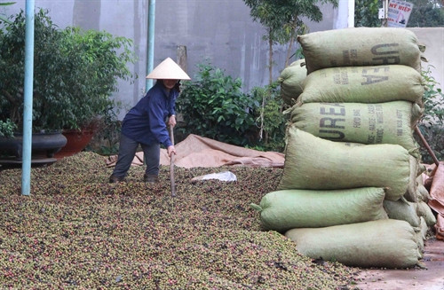 : Cà phê thu hái về do mưa lớn không thể phơi được phải đóng thành từng bao. Ảnh: Phạm Cường-TTXVN