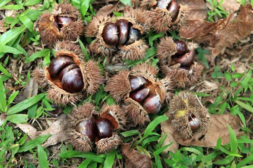 Hạt dẻ Trùng Khánh - món quà đặc sản ở Cao Bằng ảnh 1 Hạt dẻ Trùng Khánh - món quà đặc sản ở Cao Bằng ảnh 1