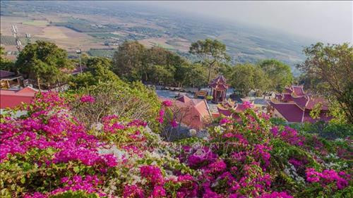 Hoa trồng rộng khắp trong khu du lịch quốc gia núi Bà Đen. Ảnh: Lê Đức Hoảnh – TTXVN
