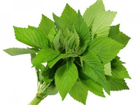 Những loại "thuốc kháng sinh" sẵn có trong bếp ảnh 3 Những loại "thuốc kháng sinh" sẵn có trong bếp ảnh 3