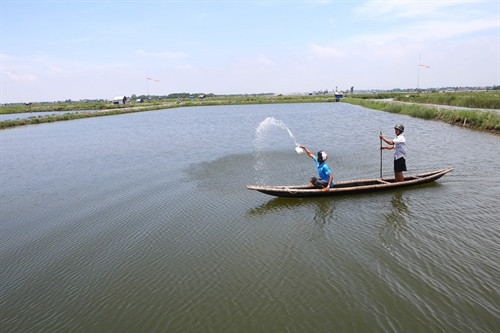 Người nuôi tôm ở thị trấn Sịa, huyện Quảng Điền, xử lí ao nuôi bằng Cloramin. Người nuôi tôm ở thị trấn Sịa, huyện Quảng Điền, xử lí ao nuôi bằng Cloramin.