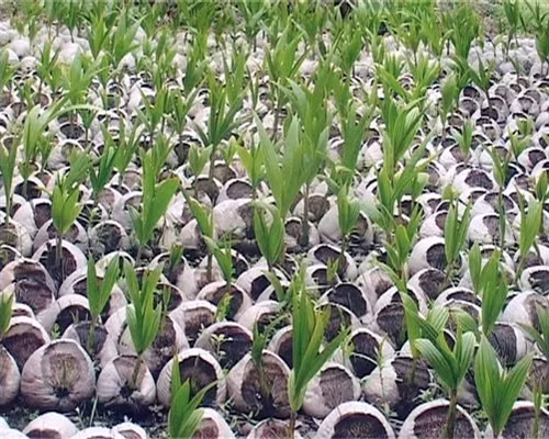 Cơ hội làm giàu từ trồng dừa sáp ảnh 1