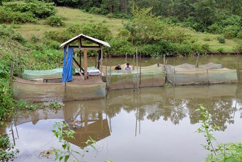 Mô hình nuôi ếch trong lồng lưới của anh Mỹ