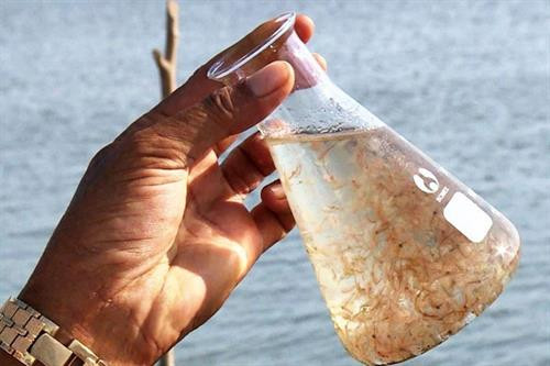 Trứng artemia Vĩnh Châu được đánh giá tốt nhất thế giới. Ảnh: danviet.vn Trứng artemia Vĩnh Châu được đánh giá tốt nhất thế giới. Ảnh: danviet.vn