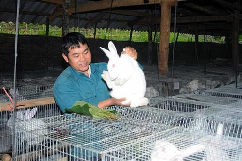 Anh Lò Văn Chơ kiểm tra đàn thỏ giống của gia đình. Ảnh: Quang Quyết - TTXVN Anh Lò Văn Chơ kiểm tra đàn thỏ giống của gia đình. Ảnh: Quang Quyết - TTXVN