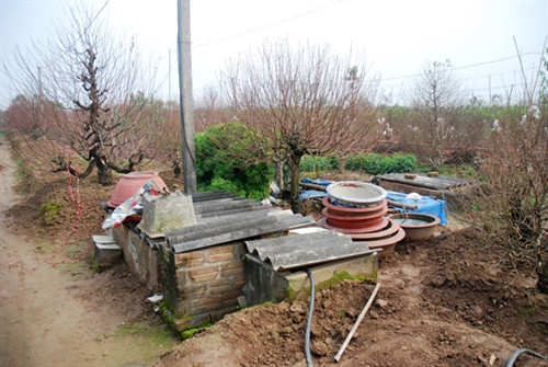 Làng đào Nhật Tân nhộn nhịp trước Tết ảnh 4