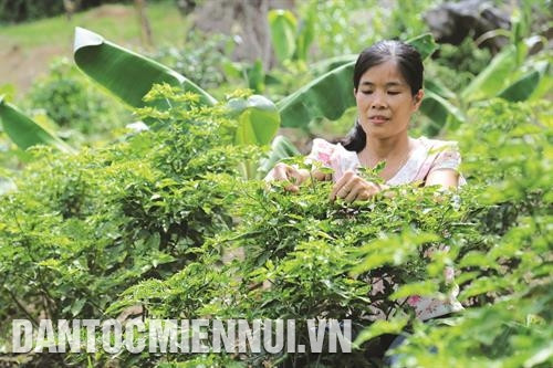 Đông Giang hiện có 5,2 ha ớt, sản lượng đạt 4,2 tấn, doanh thu trên 1,1 tỷ đồng. Ảnh: Nam Sương