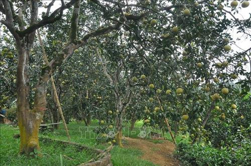 Vườn bưởi của gia đình ông Nguyễn Văn Định, thôn Minh Thân, xã Đại Minh. Ảnh: Nguyễn Việt Dũng - TTXVN Vườn bưởi của gia đình ông Nguyễn Văn Định, thôn Minh Thân, xã Đại Minh. Ảnh: Nguyễn Việt Dũng - TTXVN