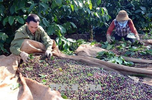 Thu hoạch cà phê. Ảnh: Hưng Thịnh - TTXVN Thu hoạch cà phê. Ảnh: Hưng Thịnh - TTXVN