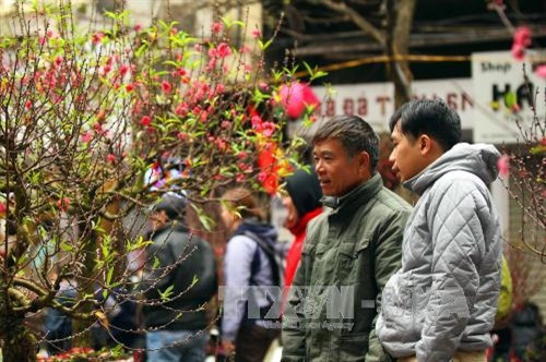 Chợ hoa Tết phố Hàng Lược ảnh 2 Chợ hoa Tết phố Hàng Lược ảnh 2