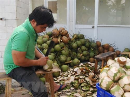 Dừa là một trong 2 sản phẩm có lợi thế cạnh tranh (dừa và lạc) được tỉnh Trà Vinh chọn nâng cấp chuỗi giá trị. Ảnh: TTXVN Dừa là một trong 2 sản phẩm có lợi thế cạnh tranh (dừa và lạc) được tỉnh Trà Vinh chọn nâng cấp chuỗi giá trị. Ảnh: TTXVN