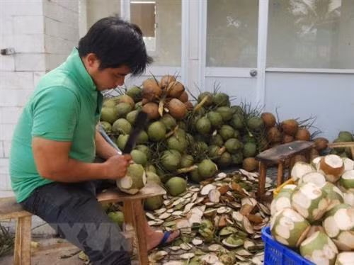 Dừa là một trong 2 sản phẩm có lợi thế cạnh tranh (dừa và lạc) được tỉnh Trà Vinh chọn nâng cấp chuỗi giá trị. Ảnh: TTXVN
