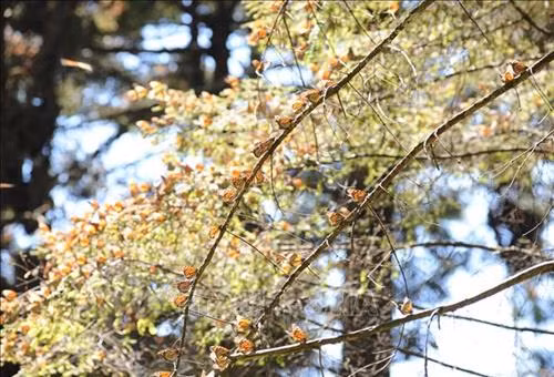 Rợp trời bướm Vua tại rừng thông Michoacan. Ảnh: Việt Hùng-Pv TTXVN tại Mexico Những cây hoa “bướm” trong thánh địa Michoacan. Ảnh: Việt Hùng-Pv TTXVN tại Mexico Bớm Vua bắt đầu có mặt tại Michoacan vào giữa tháng 11 và tới cuối tháng 3 hằng năm lại bắt đầu quãng đường bay hàng nghìn km quay trở lại Bắc Mỹ. Ảnh: Việt Hùng-Pv TTXVN tại Mexico