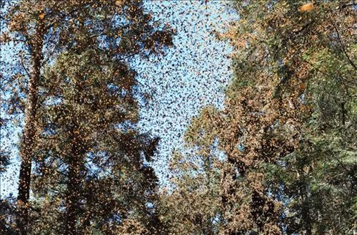 Rợp trời bướm Vua tại rừng thông Michoacan. Ảnh: Việt Hùng-Pv TTXVN tại Mexico Những cây hoa “bướm” trong thánh địa Michoacan. Ảnh: Việt Hùng-Pv TTXVN tại Mexico Bớm Vua bắt đầu có mặt tại Michoacan vào giữa tháng 11 và tới cuối tháng 3 hằng năm lại bắt đầu quãng đường bay hàng nghìn km quay trở lại Bắc Mỹ. Ảnh: Việt Hùng-Pv TTXVN tại Mexico