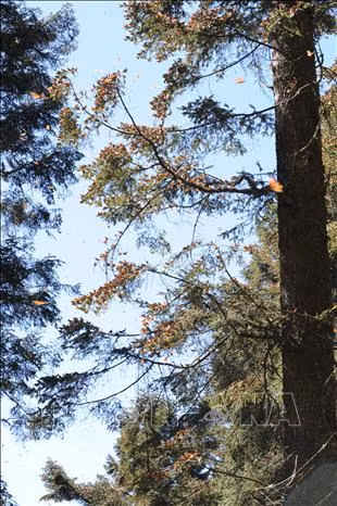 Từ tháng 8, bướm vua từ Bắc Mỹ di cư xuống phương nam với quãng đường trên 4.000km. Chúng quay về phương bắc vào mùa xuân. Ảnh: Việt Hùng-Pv TTXVN tại Mexico Những cây hoa “bướm” trong thánh địa Michoacan. Ảnh: Việt Hùng-Pv TTXVN tại Mexico Từ tháng 8, bướm vua từ Bắc Mỹ di cư xuống phương nam với quãng đường trên 4.000km. Chúng quay về phương bắc vào mùa xuân. Ảnh: Việt Hùng-Pv TTXVN tại Mexico Những cây hoa “bướm” trong thánh địa Michoacan. Ảnh: Việt Hùng-Pv TTXVN tại Mexico