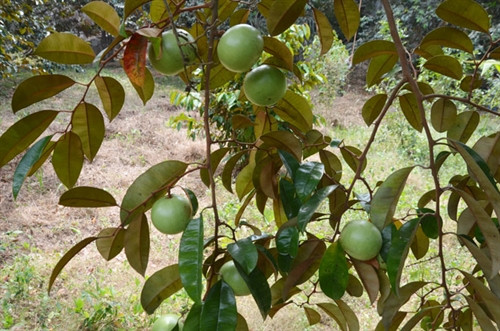 Những trái vú sữa to tròn, căng mọng nước, láng bóng mới hái từ vườn được đem bán cho du khách.