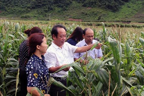 Đại biểu kiểm tra thực trạng ngô bị sâu keo mùa thu xâm hại. Ảnh: Diệp Anh - TTXVN