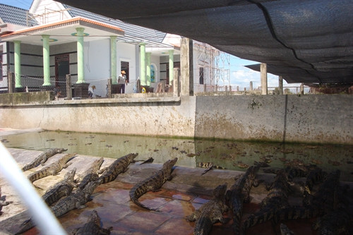 Trang trại nuôi cá sấu của anh Nguyễn Giài Phóng, người con thứ 5 của ông Hai Phong cũng có trên 2.000 con