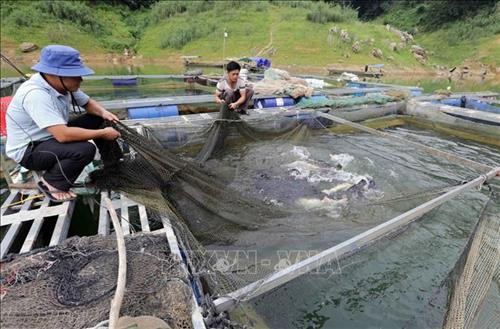 Được vay 50 triệu đồng từ Chương trình Hỗ trợ sản xuất hàng hóa đối với một số cây trồng vật nuôi, gia đình anh Phùng Thanh Văn, dân tộc Dao, ở xã Xuân Phú, huyện Na Hang có điều kiện đầu tư 4 lồng nuôi cá lăng trên sông Gâm, cho hiệu quả kinh tế cao. Ảnh: Trần Việt – TTXVN Được vay 50 triệu đồng từ Chương trình Hỗ trợ sản xuất hàng hóa đối với một số cây trồng vật nuôi, gia đình anh Phùng Thanh Văn, dân tộc Dao, ở xã Xuân Phú, huyện Na Hang có điều kiện đầu tư 4 lồng nuôi cá lăng trên sông Gâm, cho hiệu quả kinh tế cao. Ảnh: Trần Việt – TTXVN