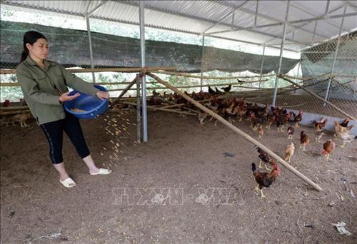 Từ nguồn vốn vay Agribank Tuyên Quang, gia đình chị Nông Thị Hằng ở xã Năng Khả, huyện Na Hang có điều kiện mở rộng chuồng trại nuôi gà, lợn cho hiệu quả kinh tế cao. Ảnh: Trần Việt – TTXVN Từ nguồn vốn vay Agribank Tuyên Quang, gia đình chị Nông Thị Hằng ở xã Năng Khả, huyện Na Hang có điều kiện mở rộng chuồng trại nuôi gà, lợn cho hiệu quả kinh tế cao. Ảnh: Trần Việt – TTXVN