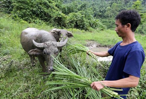 Gia đình anh Hoàng Văn Dòng, dân tộc Tày ở thôn Phai Tre B, xã Lăng Can, huyện Lâm Bình vay 50 triệu từ chương trình cho vay hộ cận nghèo đầu tư trồng 4ha cây mỡ, 3ha ngô, gia đình có cơ hội thoát nghèo bền vững. Ảnh: Trần Việt – TTXVN Gia đình anh Hoàng Văn Dòng, dân tộc Tày ở thôn Phai Tre B, xã Lăng Can, huyện Lâm Bình vay 50 triệu từ chương trình cho vay hộ cận nghèo đầu tư trồng 4ha cây mỡ, 3ha ngô, gia đình có cơ hội thoát nghèo bền vững. Ảnh: Trần Việt – TTXVN