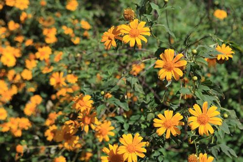 Hoa dã quỳ là loại hoa dại, có màu vàng sặc sỡ. Ảnh: Lê Hữu Quyết – TTXVN Hoa dã quỳ là loại hoa dại, có màu vàng sặc sỡ. Ảnh: Lê Hữu Quyết – TTXVN